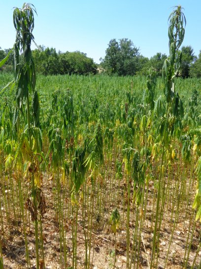 Parcelle non irriguée soumise à la sécheresse dans le Gard